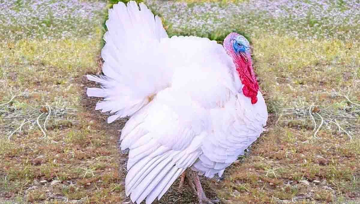 The Origins of the Turkey Pardon