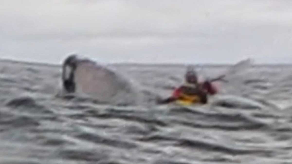 humpback whale' swallow